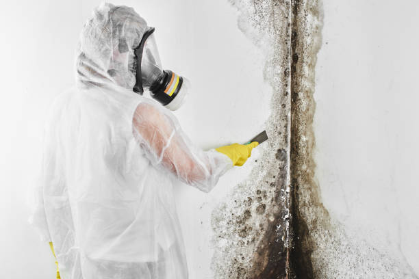 Best Mold Damage Repair  in Stockbridge, MI