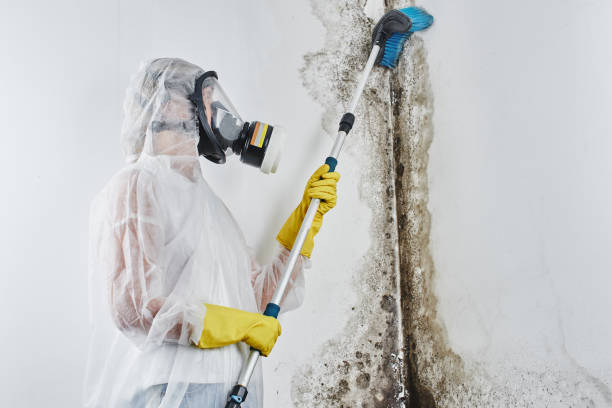 Best Mold Removal Specialists  in Stockbridge, MI