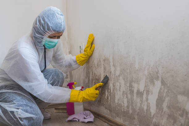 Stockbridge, MI Mold Removal Company