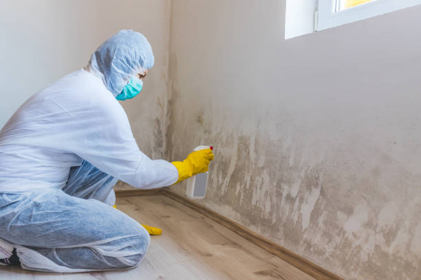 Mold Testing and Removal in Stockbridge, MI