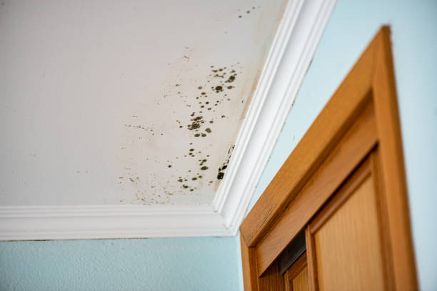 Stockbridge, MI Mold Removal Company