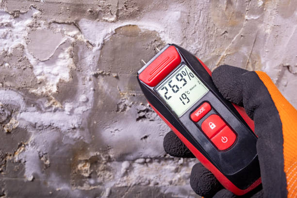 Best Affordable Mold Removal  in Stockbridge, MI