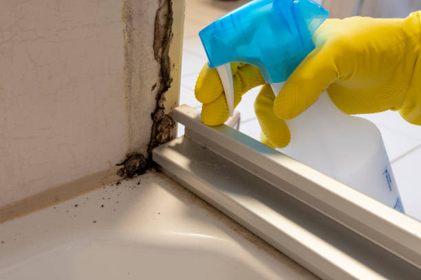 Best Black Mold Removal  in Stockbridge, MI