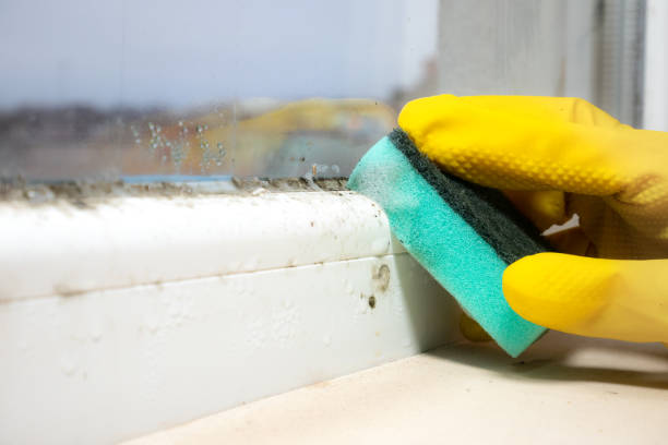 Best Fast Mold Removal  in Stockbridge, MI