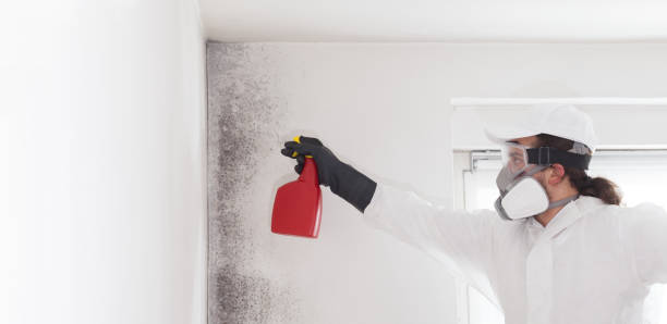 Best Toxic Mold Removal  in Stockbridge, MI