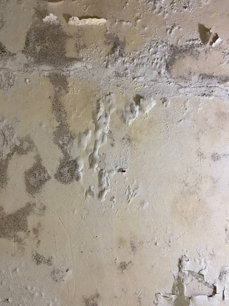 Best Same-Day Mold Removal  in Stockbridge, MI