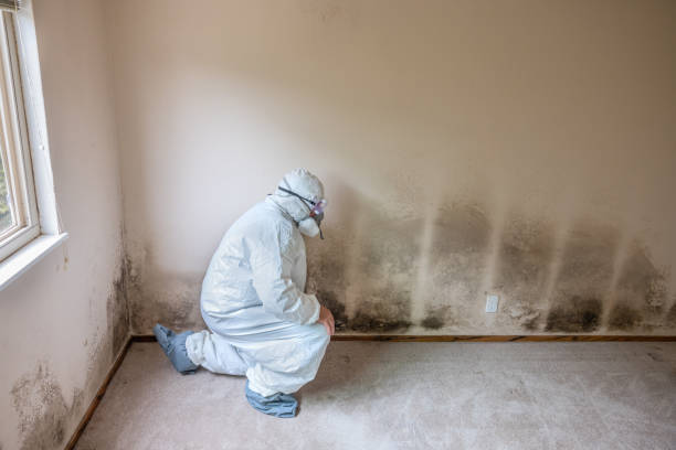 Mold Removal and Inspection in Stockbridge, MI